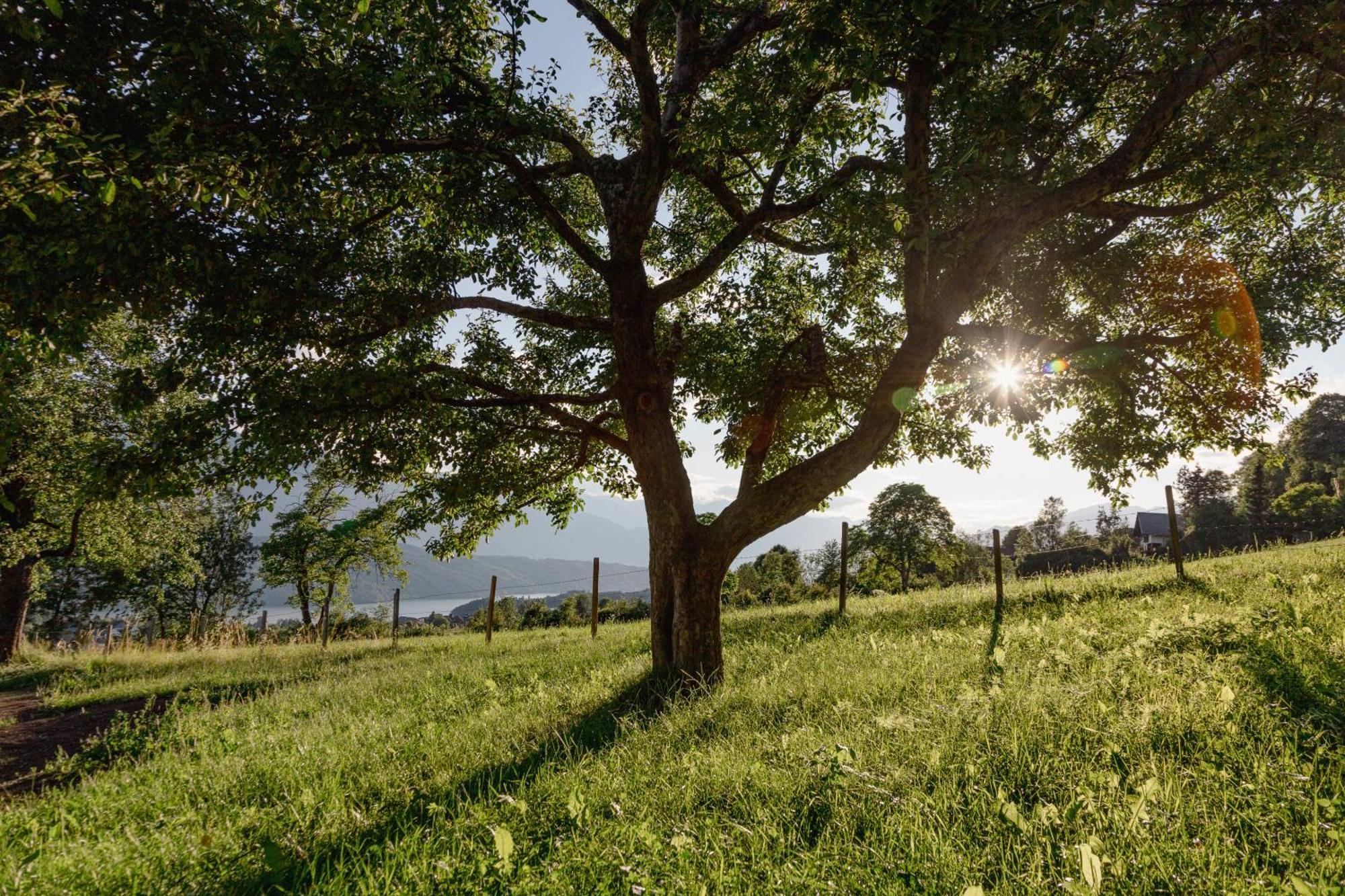 Bio- Und Vitalbauernhof Bacherhof Millstatt am See Zewnętrze zdjęcie